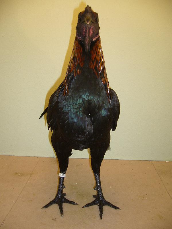 Munster 2009 297.jpg - Brügger Zwergkämpfer schwarzrot von Thorsten von Oesen